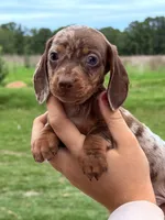 M1, a male Miniature Dachshund for sale in Collins, GA – 2 of 6