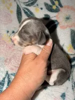 Bowser , a male Miniature Dachshund for sale in Collins, GA – 2 of 2