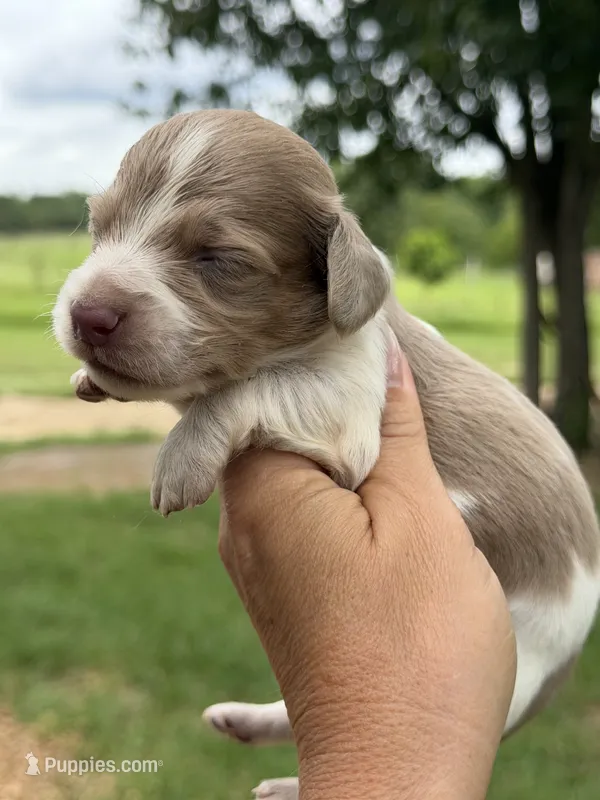 LH 💙 – Miniature Dachshund puppy for sale in Collins, GA