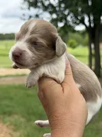 LH 💙, a male Miniature Dachshund for sale in Collins, GA – 1 of 4