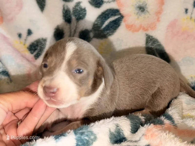 SH MALE – Miniature Dachshund puppy for sale in Collins, GA