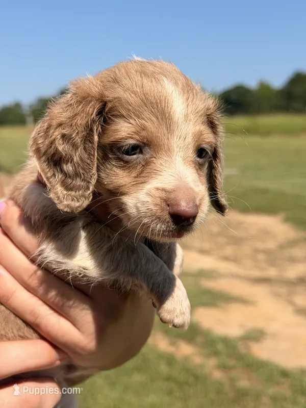 LH 💙 – Miniature Dachshund puppy for sale in Collins, GA