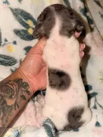 BOONE, a male Miniature Dachshund for sale in Collins, GA – 7 of 8