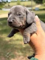 Blue male, a male Miniature Dachshund for sale in Collins, GA – Photo 3 of 4