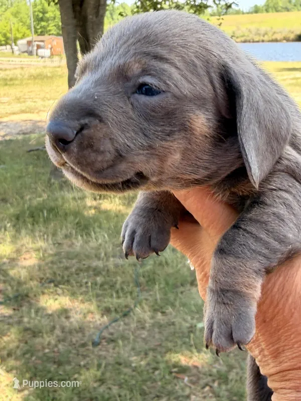 Blue male – Miniature Dachshund puppy for sale in Collins, GA