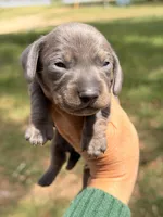 Blue male, a male Miniature Dachshund for sale in Collins, GA – Photo 4 of 4