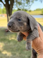 Blue male, a male Miniature Dachshund for sale in Collins, GA – Photo 2 of 4