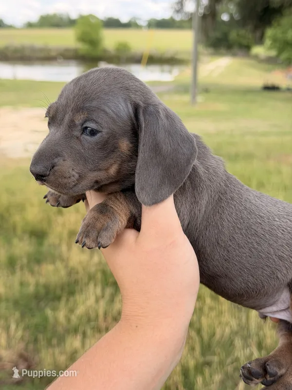 Blue male – Miniature Dachshund puppy for sale in Collins, GA