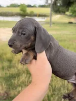 Blue male, a male Miniature Dachshund for sale in Collins, GA – 3 of 7