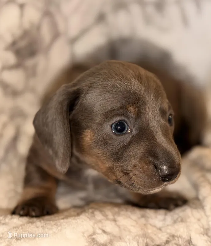 Blue male – Miniature Dachshund puppy for sale in Collins, GA