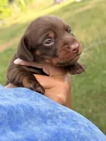Chip, a male Miniature Dachshund for sale in Collins, GA – 2 of 2