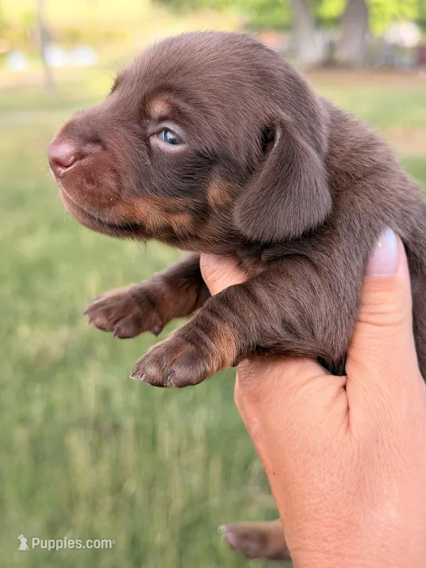 Chip – Miniature Dachshund puppy on hold in Collins, GA