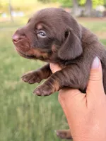 Chip, a male Miniature Dachshund for sale in Collins, GA – 1 of 2
