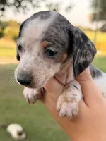 BOONE, a male Miniature Dachshund for sale in Collins, GA – 2 of 8