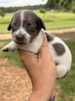 LH 💕, a female Miniature Dachshund for sale in Collins, GA – 2 of 4