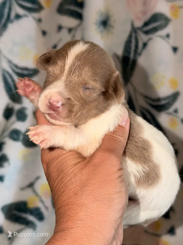 LH 💕 – Miniature Dachshund puppy for sale in Collins, GA