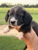 LH 💙, a male Miniature Dachshund for sale in Collins, GA – 4 of 10