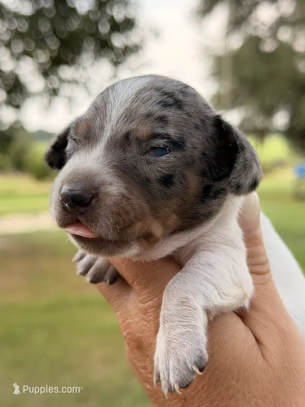 Otis  – Miniature Dachshund puppy for sale in Collins, GA