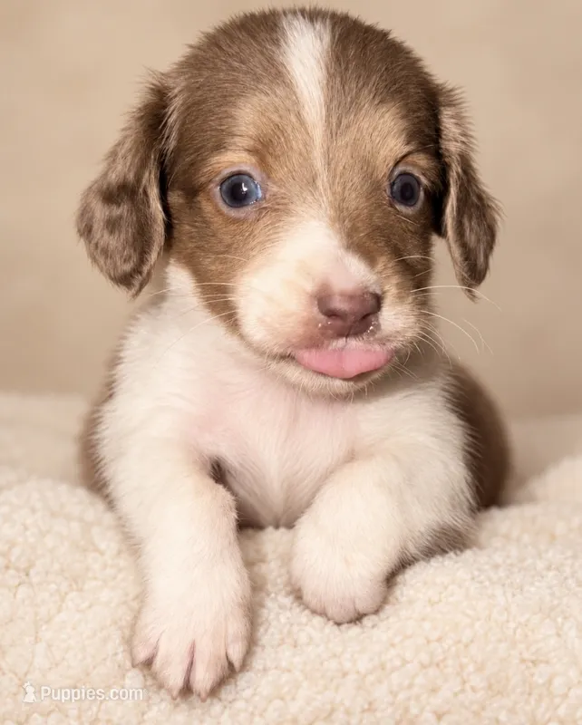 Jennie  – Miniature Dachshund puppy for sale in Collins, GA