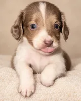 Jennie , a female Miniature Dachshund for sale in Collins, GA – 1 of 4