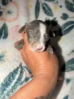 Blue Belle, a female Miniature Dachshund for sale in Collins, GA – 2 of 3
