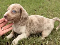 Lexie, a female Miniature Dachshund for sale in Collins, GA – 2 of 3