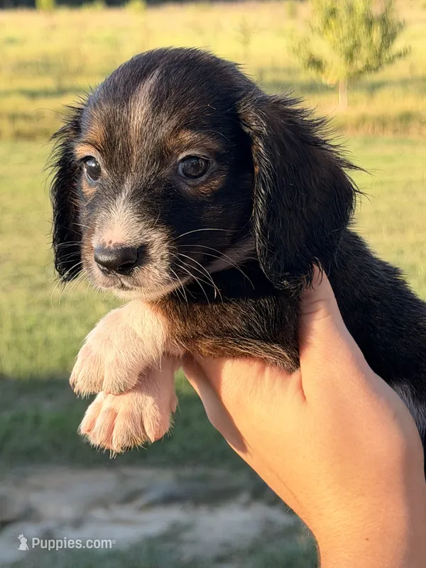 LH 💙 – Miniature Dachshund puppy for sale in Collins, GA