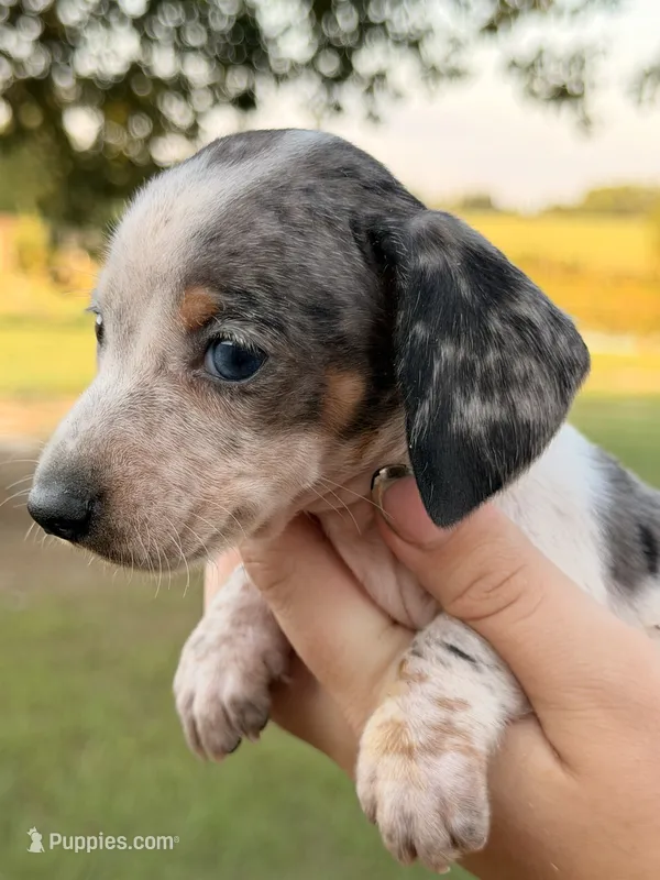 BOONE – Miniature Dachshund puppy for sale in Collins, GA