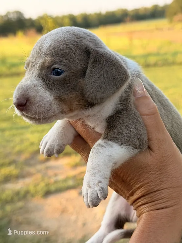 SH MALE – Miniature Dachshund puppy for sale in Collins, GA