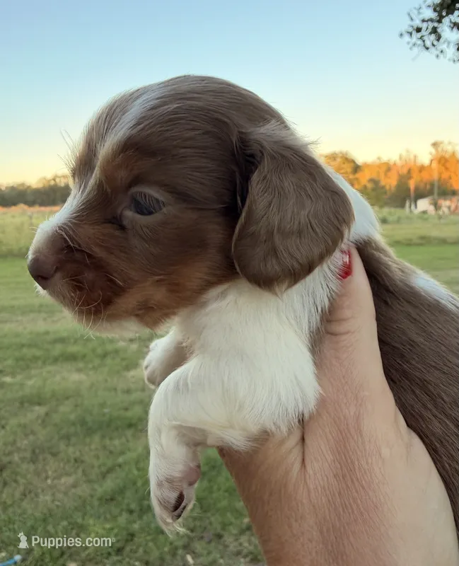 Boone-LH, a male Miniature Dachshund for sale in Collins, GA – 1 of 6