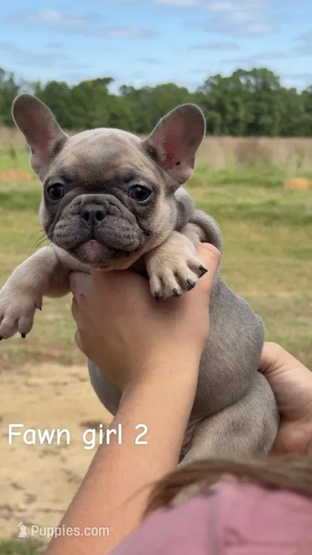 Fem 3 – French Bulldog puppy for sale in Collins, GA