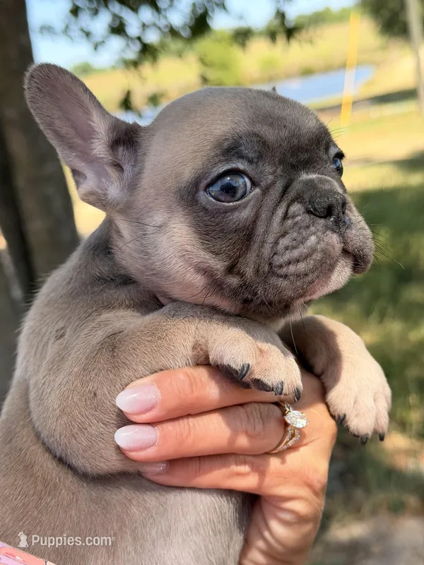 Fem 3 – French Bulldog puppy for sale in Collins, GA