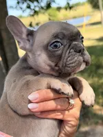 Fem3 💕, a female French Bulldog for sale in Collins, GA – 4 of 7