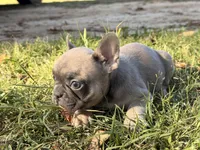 Fem 3, a female French Bulldog for sale in Collins, GA – Photo 2 of 2