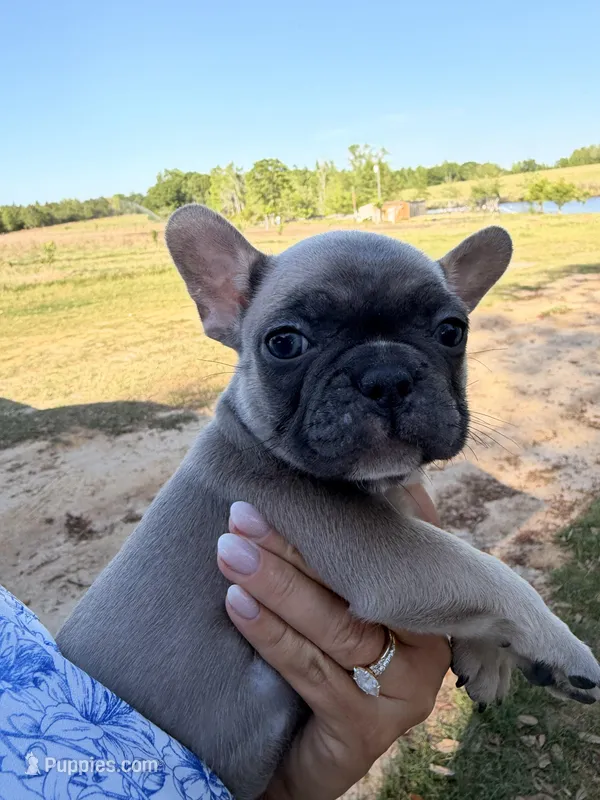 Fem 3 – French Bulldog puppy for sale in Collins, GA