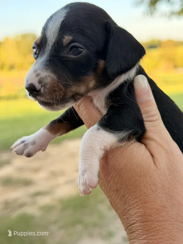 Shiloh – Miniature Dachshund puppy for sale in Collins, GA