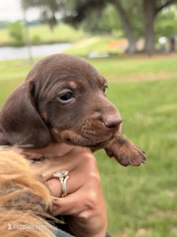 Hershey – Miniature Dachshund puppy for sale in Collins, GA