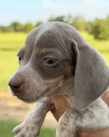 Cooper , a male Miniature Dachshund for sale in Collins, GA – 2 of 6