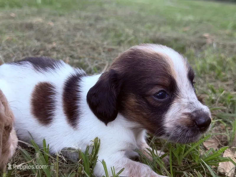 LH 💙 – Miniature Dachshund puppy for sale in Collins, GA