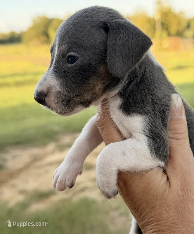 Bowser  – Miniature Dachshund puppy for sale in Collins, GA