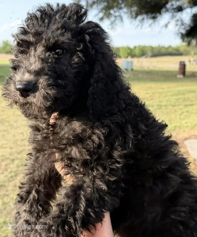 F1BB  – Goldendoodle puppy for sale in Collins, GA