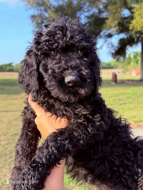 Male 1 – Goldendoodle puppy for sale in Collins, GA