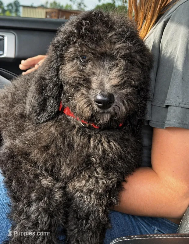 F1BB  – Goldendoodle puppy for sale in Collins, GA