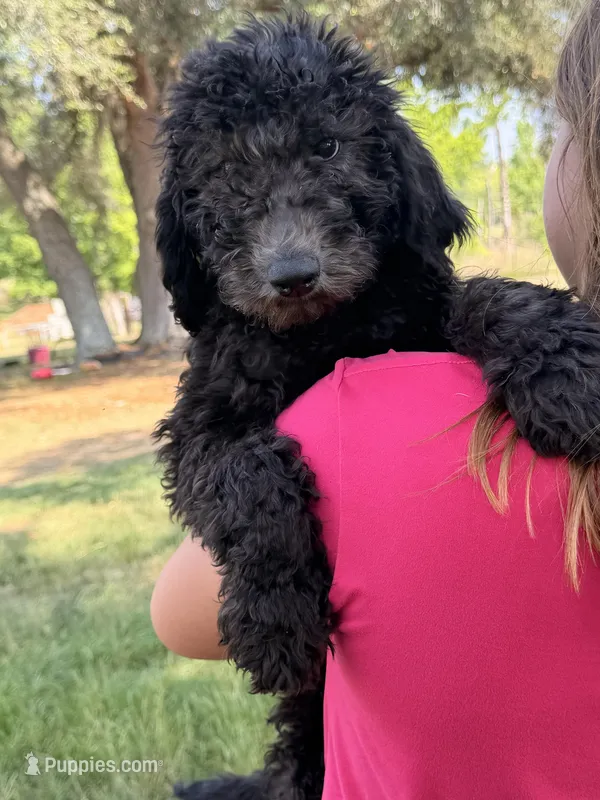 F1BB  – Goldendoodle puppy for sale in Collins, GA