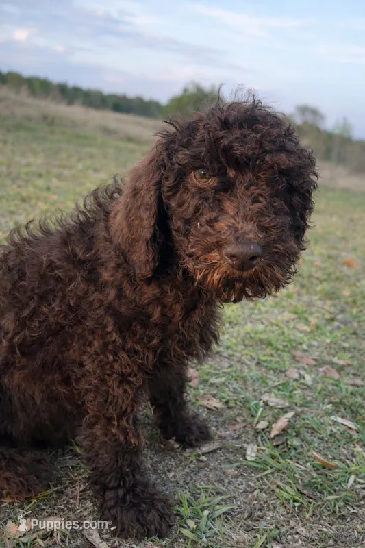 Male 1 – Goldendoodle puppy for sale in Collins, GA