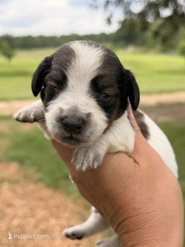 LH 💙 – Miniature Dachshund puppy for sale in Collins, GA