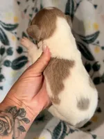 LH 💕, a female Miniature Dachshund for sale in Collins, GA – 2 of 2
