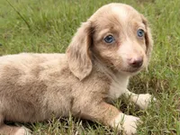 Lexie, a female Miniature Dachshund for sale in Collins, GA – 3 of 3