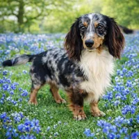 LH 💕, a female Miniature Dachshund for sale in Collins, GA – Photo 2 of 5