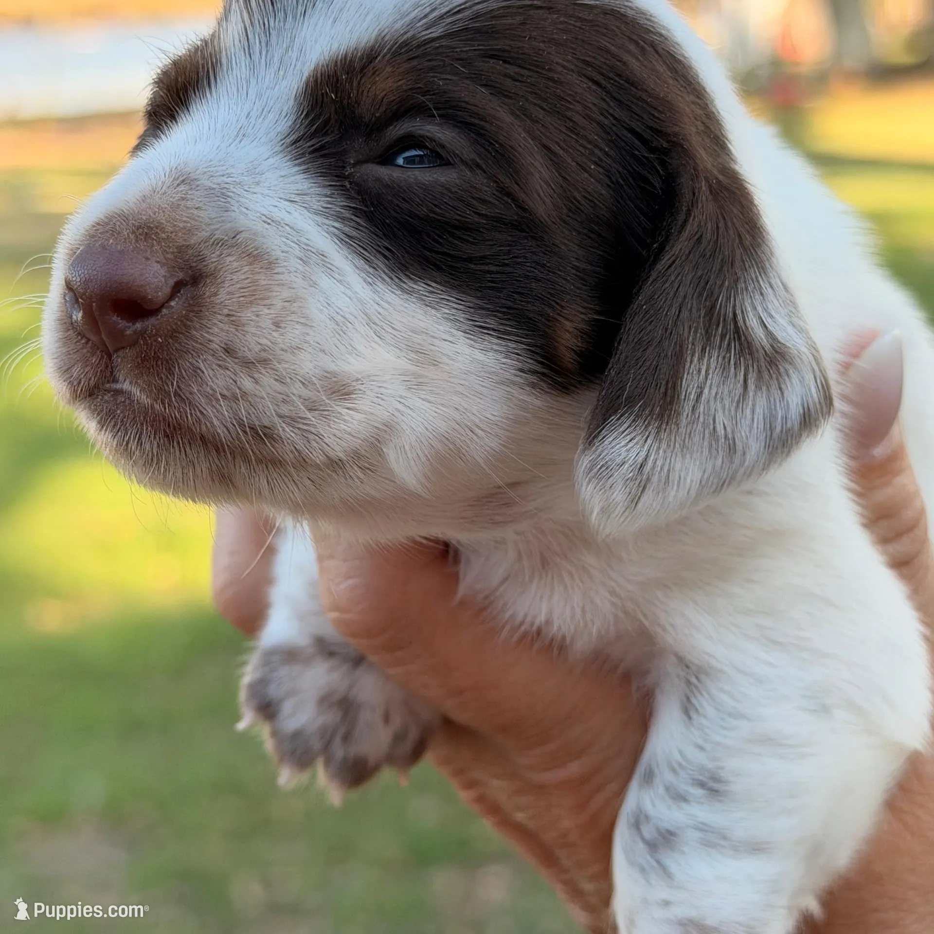 LH 💕 – Miniature Dachshund puppy for sale in Collins, GA